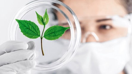 实验室助理看着培养皿中的植物叶子