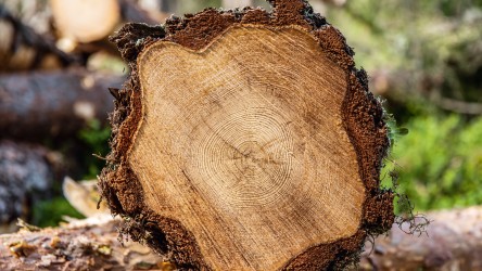 Norra Timber 树干横截面
