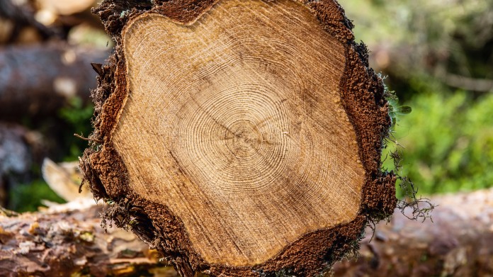  Norra Timber stem cross section