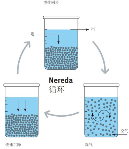 Nereda 循环过程